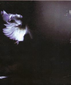 The Idan Raichel Project - Within My Walls (CD, Album) (Mint (M)) - Image 5