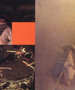 Philip Glass - Anima Mundi (Original Soundtrack Recording) (CD) (Near Mint (NM or M-)) - Image 5