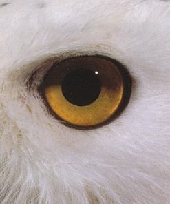 Mari Boine - Gula Gula (CD, Album) (Near Mint (NM or M-))