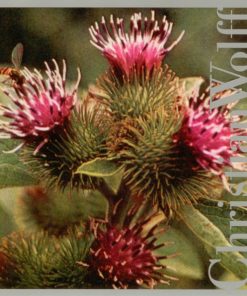 Christian Wolff - Burdocks (CD, Album) (Near Mint (NM or M-))