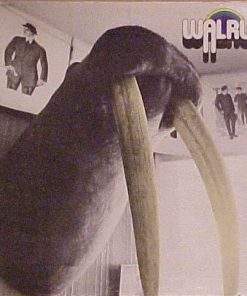 Walrus (5) - Walrus (LP, Album, Gat) (Mint (M))