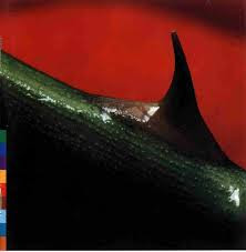 Nusrat Fateh Ali Khan & Michael Brook - Night Song (CD, Album) (Near Mint (NM or M-))