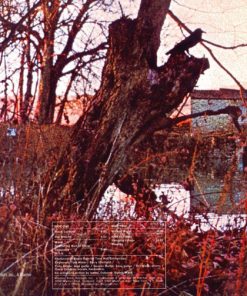 Black Sabbath - Black Box : The Complete Original Black Sabbath 1970–1978 (CD, Album, RE, RM + CD, Album, RE, RM + CD, Album,) (Near Mint (NM or M-)) - Image 5