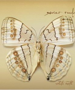 Xavier Rudd-0