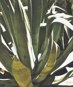 Mystery Jets-4