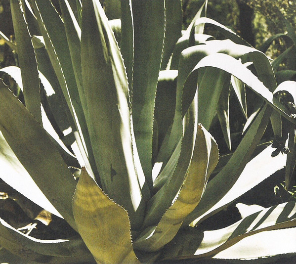 Mystery Jets-4