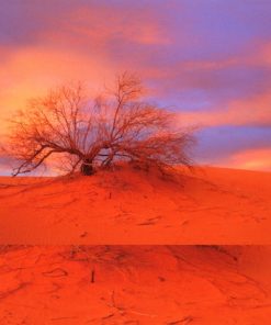 Nicholas Gunn-4