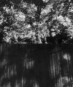 Cowboy Junkies-4