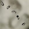 Peter Gabriel-0