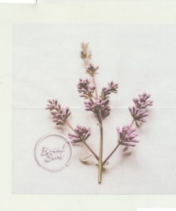 Boreal Sons-3
