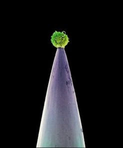 Peter Gabriel-0