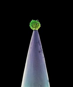 Peter Gabriel-4
