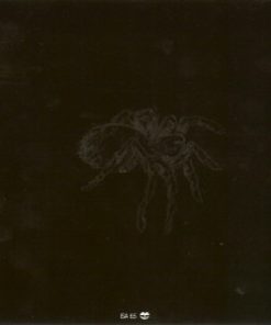 Hawksley Workman-3