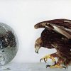 New Order-0