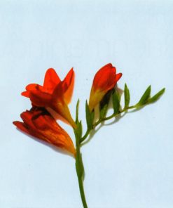 Rachmaninov*-4